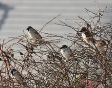 House Sparrow (Passer domesticus)