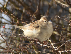 House Sparrow (Passer domesticus)