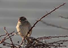 House Sparrow (Passer domesticus)