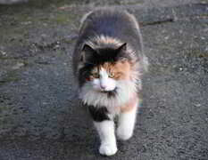 Cat (Felis catus)