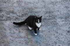 Cat (Felis catus)