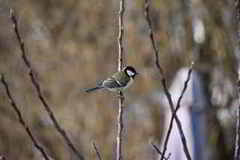 Great Tit (Parus major)