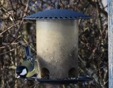 Great Tit (Parus major)