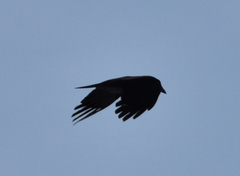 Hooded Crow (Corvus cornix)
