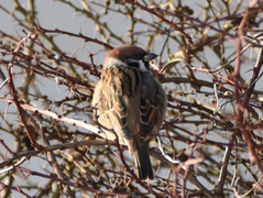 Eurasian Tree Sparrow (Passer montanus)