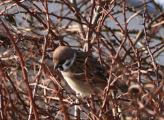 Eurasian Tree Sparrow (Passer montanus)