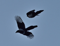 Eurasian Magpie (Pica pica)