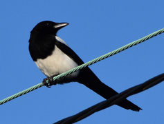 Eurasian Magpie (Pica pica)