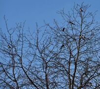 Eurasian Magpie (Pica pica)