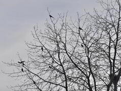 Eurasian Magpie (Pica pica)