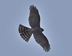 Eurasian Sparrowhawk (Accipiter nisus)