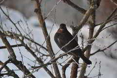 Common Blackbird (Turdus merula)