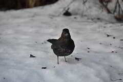 Common Blackbird (Turdus merula)