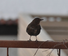 Common Blackbird (Turdus merula)