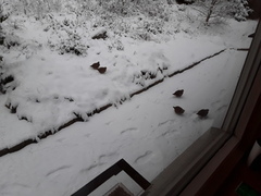 Grey Partridge (Perdix perdix)