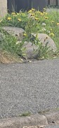 European Goldfinch (Carduelis carduelis)