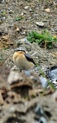 Wheatear (Oenanthe oenanthe)