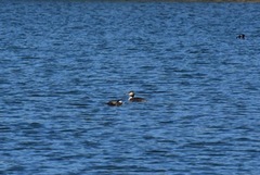 Havelle (Clangula hyemalis)