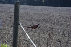 Common Pheasant (Phasianus colchicus)