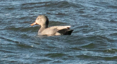 Snadderand (Anas strepera)