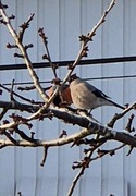 Eurasian Bullfinch (Pyrrhula pyrrhula)