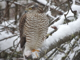 Spurvehauk (Accipiter nisus)