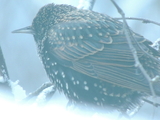 Stær (Sturnus vulgaris)