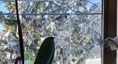 Nutcracker (Nucifraga caryocatactes)