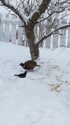 Common Pheasant (Phasianus colchicus)