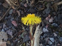 Hestehov (Tussilago farfara)