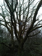 Tawny Owl (Strix aluco)