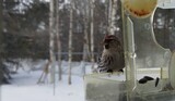 Gråsisik (Carduelis flammea)