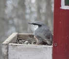 Spettmeis (Sitta europaea)