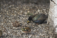 European Starling (Sturnus vulgaris)