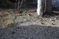 White Wagtail (Motacilla alba)
