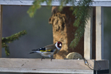 Stillits (Carduelis carduelis)