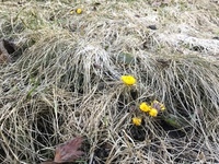 Hestehov (Tussilago farfara)