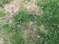 Liverleaf  (Blue anemone) (Hepatica nobilis)