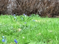 Liverleaf  (Blue anemone) (Hepatica nobilis)