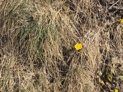 Hestehov (Tussilago farfara)