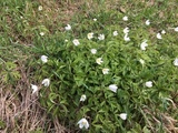 Hvitveis (Anemone nemorosa)