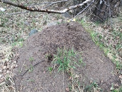 Rød skogsmaur (Formica rufa)