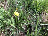 Løvetannslekta (Taraxacum)