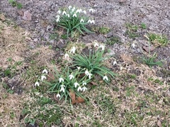 Snøklokke (Galanthus nivalis)