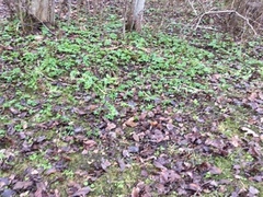 Hvitveis (Anemone nemorosa)