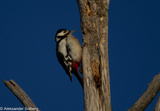 Flaggspett (Dendrocopos major)