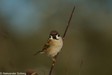 Pilfink (Passer montanus)