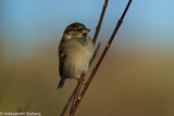 Gråspurv (Passer domesticus)