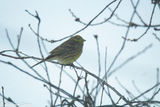 Gulspurv (Emberiza citrinella)