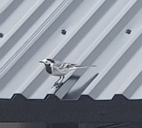 White Wagtail (Motacilla alba)